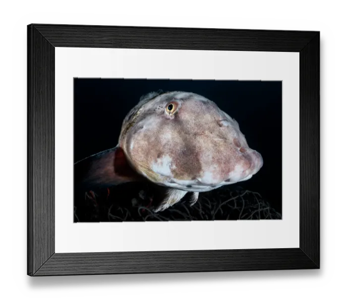Framed Print : Tanaka's snailfish (Liparis tanakae) male, resting on discarded fishing nets, its spawning location, Yamaguchi Prefecture, Japan, Pacific Ocean Framed Print : Tanaka's snailfish (Liparis tanakae) male, resting on discarded fishing nets, its spawning location, Yamaguchi Prefecture, Japan, Pacific Ocean