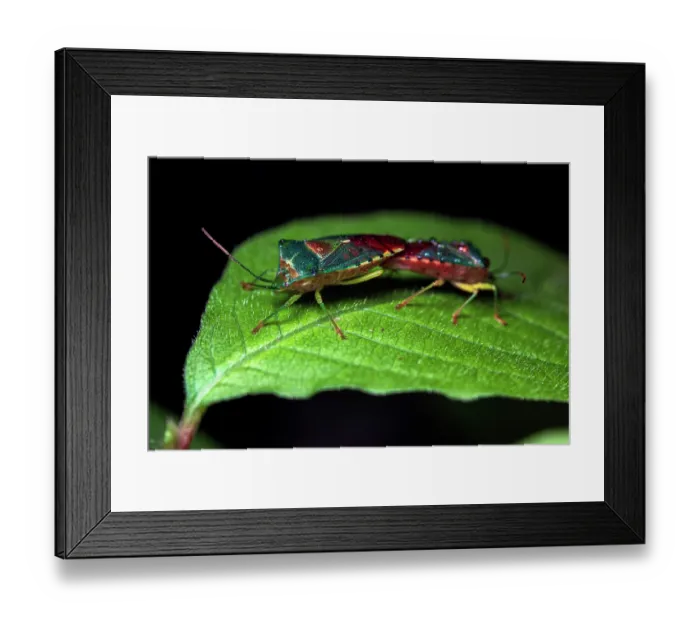 Framed Print : Stink bugs (Acanthosoma denticauda) pair mating on a leaf, Yamanashi Prefecture, Japan Framed Print : Stink bugs (Acanthosoma denticauda) pair mating on a leaf, Yamanashi Prefecture, Japan