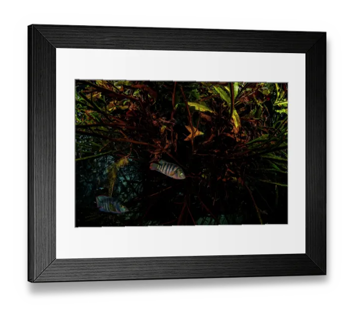 Framed Print : Two Mayan cichlids (Cichlasoma urophthalmus) sheltering amongst Mangrove roots (Rhizophora mangle) in a coastal cenote that mixes fresh and salt water, Casa Cenote, Tulum Framed Print : Two Mayan cichlids (Cichlasoma urophthalmus) sheltering amongst Mangrove roots (Rhizophora mangle) in a coastal cenote that mixes fresh and salt water, Casa Cenote, Tulum