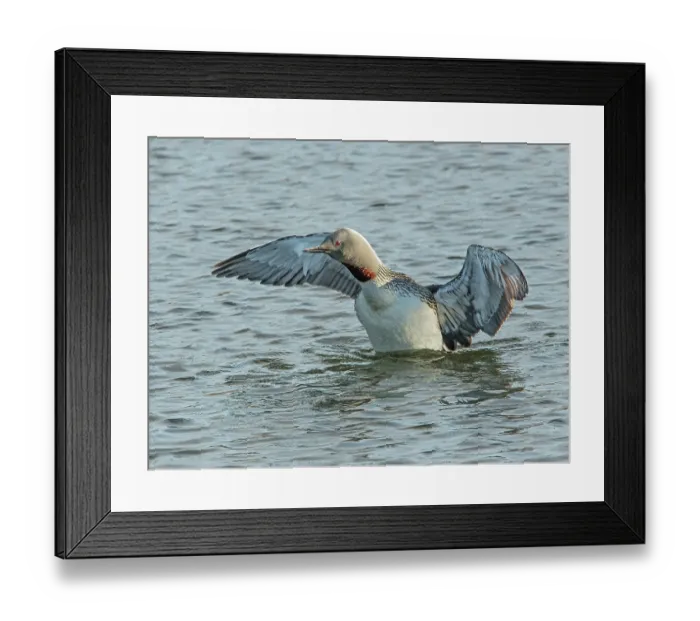 Framed Print : Red-throated loon (Gavia stellata) spreading wings on water, GedJnes, Kongsfjordfjellet, Finnmark, Norway. June Framed Print : Red-throated loon (Gavia stellata) spreading wings on water, GedJnes, Kongsfjordfjellet, Finnmark, Norway. June