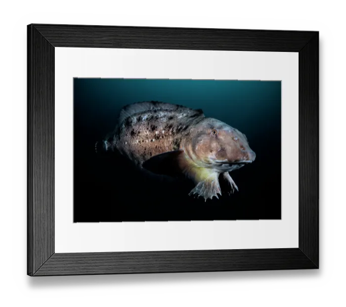 Framed Print : Tanaka's snailfish (Liparis tanakae) male, swimming in shallow water for mating, Yamaguchi Prefecture, Japan, Pacific Ocean Framed Print : Tanaka's snailfish (Liparis tanakae) male, swimming in shallow water for mating, Yamaguchi Prefecture, Japan, Pacific Ocean