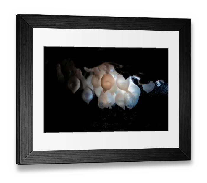 Framed Print : Pharoah cuttlefish (Acanthosepion pharaonis) egg cluster, Kagoshima Prefecture, Japan, Pacific Ocean Framed Print : Pharoah cuttlefish (Acanthosepion pharaonis) egg cluster, Kagoshima Prefecture, Japan, Pacific Ocean