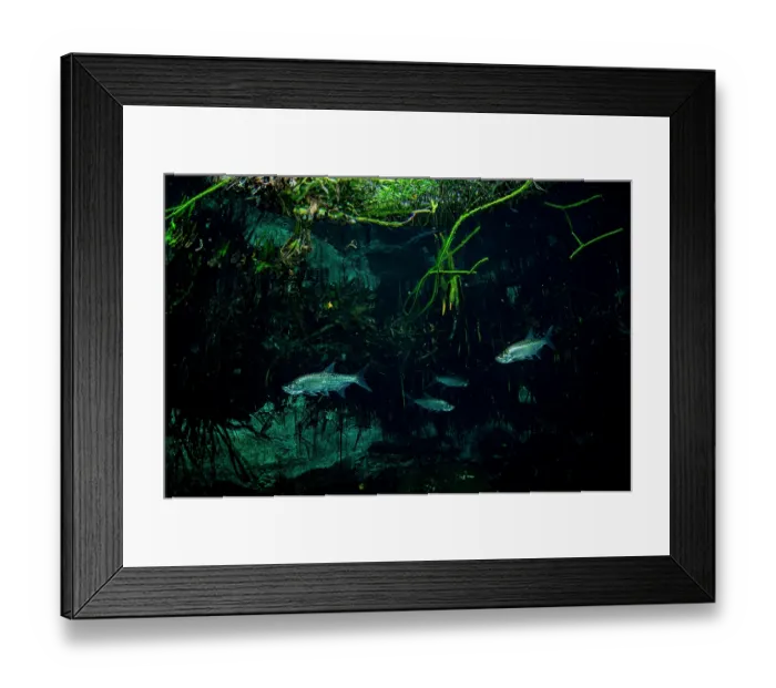 Framed Print : Four Tarpons (Megalops atlanticus) swimming in a Mangrove (Rhizophora mangle) forest, near Tulum, Quintana Roo, Mexico Framed Print : Four Tarpons (Megalops atlanticus) swimming in a Mangrove (Rhizophora mangle) forest, near Tulum, Quintana Roo, Mexico