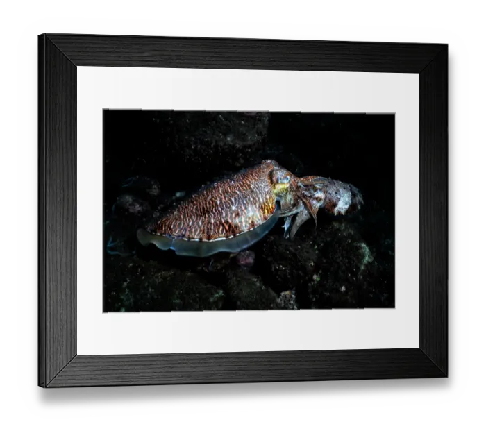 Framed Print : Pharoah cuttlefish (Acanthosepion pharaonis) pair, mating, Kagoshima Prefecture, Japan, Pacific Ocean Framed Print : Pharoah cuttlefish (Acanthosepion pharaonis) pair, mating, Kagoshima Prefecture, Japan, Pacific Ocean
