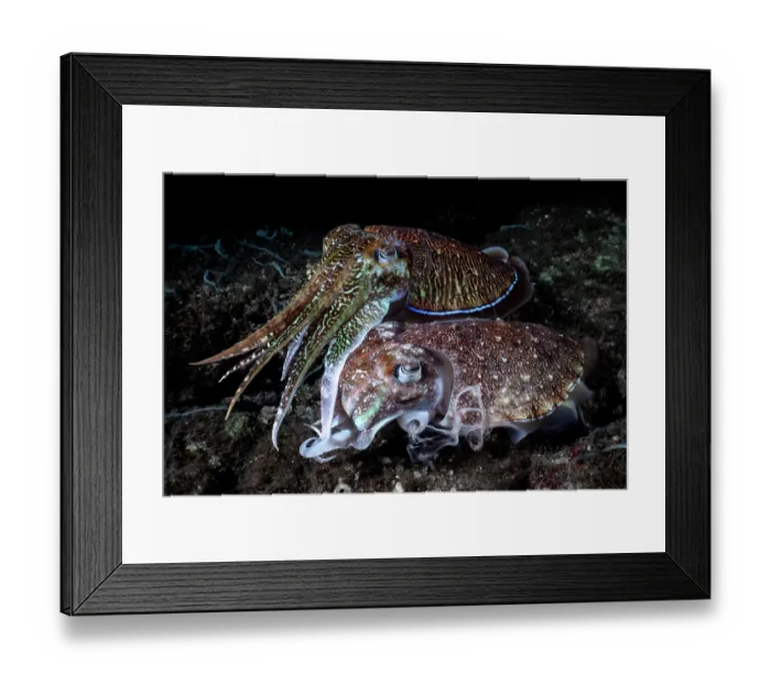 Framed Print : Pharoah cuttlefish (Acanthosepion pharaonis) pair, female ejecting white strands from her siphon just prior to depositing an egg Framed Print : Pharoah cuttlefish (Acanthosepion pharaonis) pair, female ejecting white strands from her siphon just prior to depositing an egg