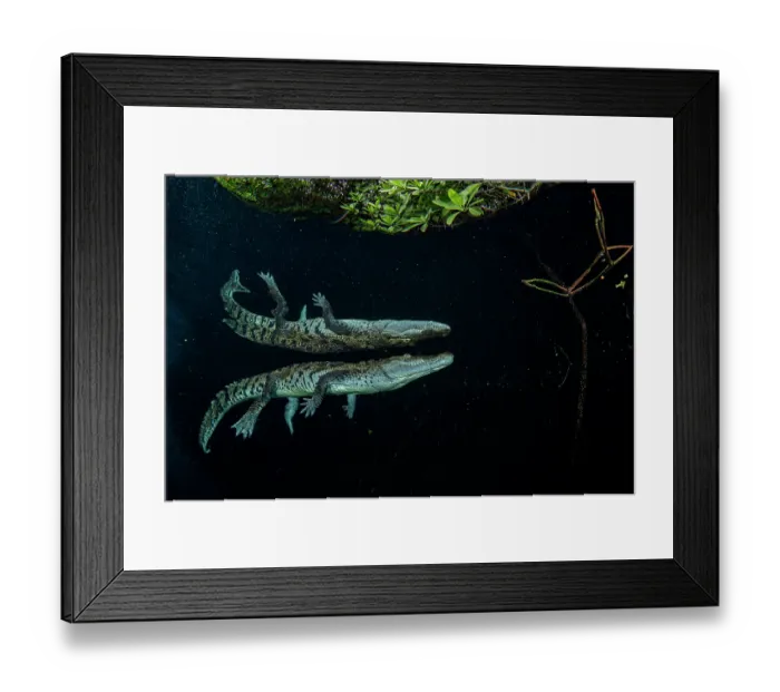 Framed Print : RF - Morelet's crocodile (Crocodylus moreletii) swimming close to the surface in a mangrove lagoon, near Tulum, Yucatan Peninsula, Mexico Framed Print : RF - Morelet's crocodile (Crocodylus moreletii) swimming close to the surface in a mangrove lagoon, near Tulum, Yucatan Peninsula, Mexico