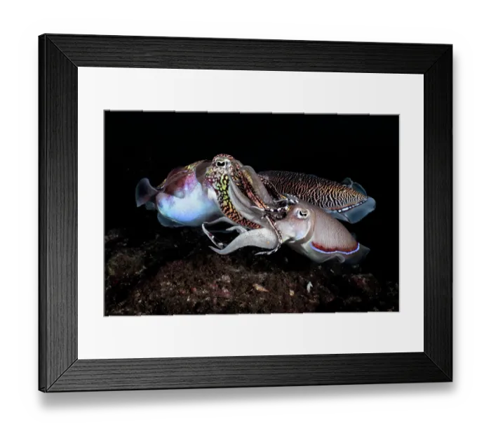 Framed Print : Pharoah cuttlefish (Acanthosepion pharaonis) male attempting to mate with a female