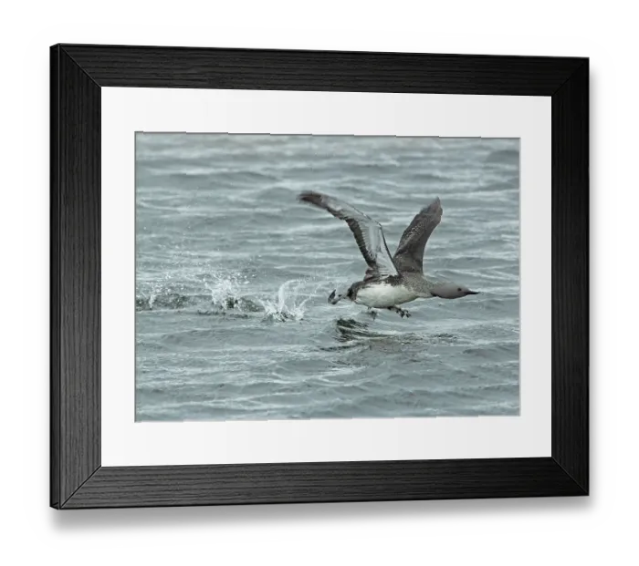 Framed Print : Red-throated loon (Gavia stellata) male, running on water taking off, GedJnes, Kongsfjordfjellet, Finnmark, Norway. June Framed Print : Red-throated loon (Gavia stellata) male, running on water taking off, GedJnes, Kongsfjordfjellet, Finnmark, Norway. June