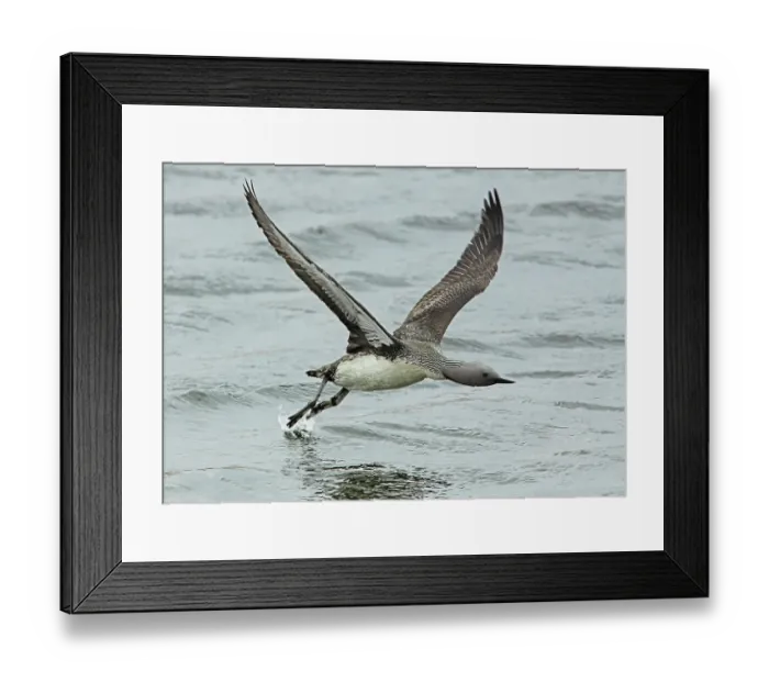 Framed Print : Red-throated loon (Gavia stellata) taking off from the breeding lochan, Gedjnes, Kongsfjordfjellet, Finnmark, Norway. June