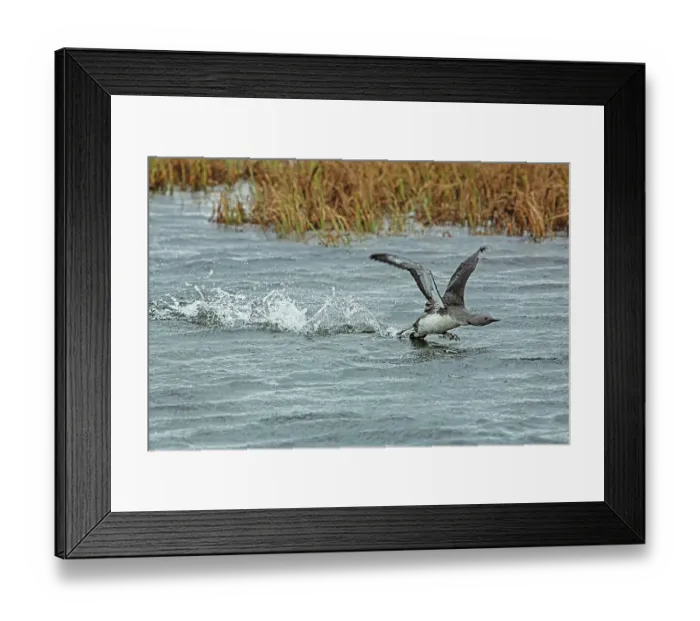 Framed Print : Red-throated loon (Gavia stellata) running on water taking off with reedbeds behind, GedJnes, Kongsfjordfjellet, Finnmark, Norway. June Framed Print : Red-throated loon (Gavia stellata) running on water taking off with reedbeds behind, GedJnes, Kongsfjordfjellet, Finnmark, Norway. June