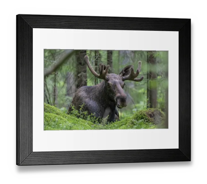 Framed Print : Moose (Alces alces) bull, standing in forest, Finland. August Framed Print : Moose (Alces alces) bull, standing in forest, Finland. August
