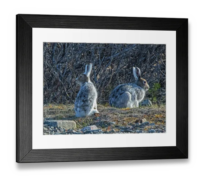Framed Print : Mountain hares (Lepus timidus) pair, moulting out of winter coat in mating season, Ivalo River, Pokka, Lapland, Finland. May Framed Print : Mountain hares (Lepus timidus) pair, moulting out of winter coat in mating season, Ivalo River, Pokka, Lapland, Finland. May