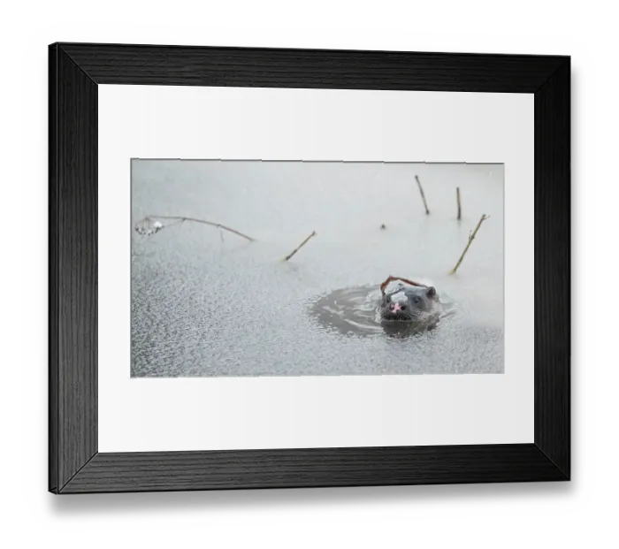 Framed Print : Eurasian otter (Lutra lutra) peeping through the ice slush on water surface, Finland. February Framed Print : Eurasian otter (Lutra lutra) peeping through the ice slush on water surface, Finland. February