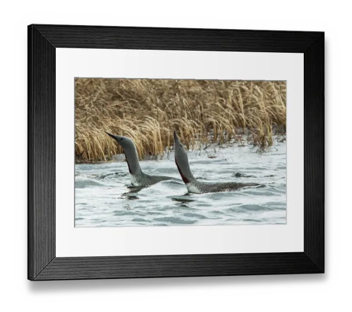 Framed Print : Red-throated loons (Gavia stellata) pair engaged in parallel swimmming courtship display, GedJnes, Kongsfjordfjellet, Finnmark, Norway. June Framed Print : Red-throated loons (Gavia stellata) pair engaged in parallel swimmming courtship display, GedJnes, Kongsfjordfjellet, Finnmark, Norway. June