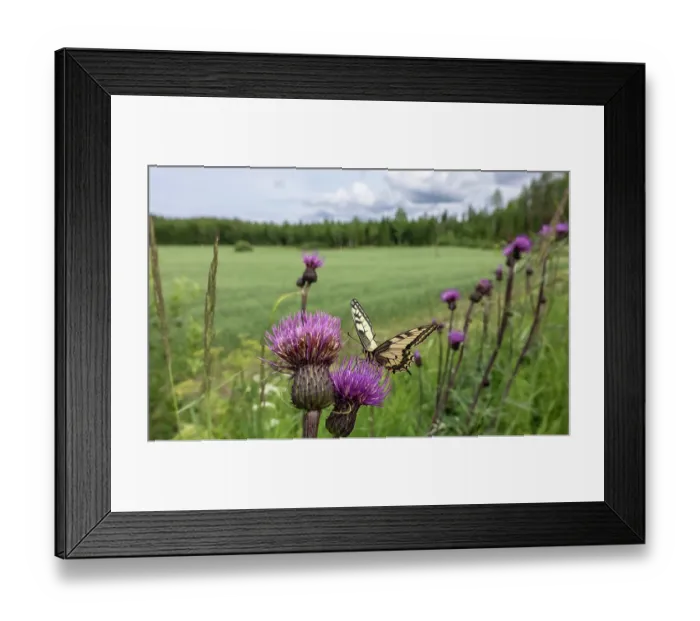 Framed Print : European swallowtail (Papilio machaon) nectaring on Thistle at edge of field, Finland. July Framed Print : European swallowtail (Papilio machaon) nectaring on Thistle at edge of field, Finland. July
