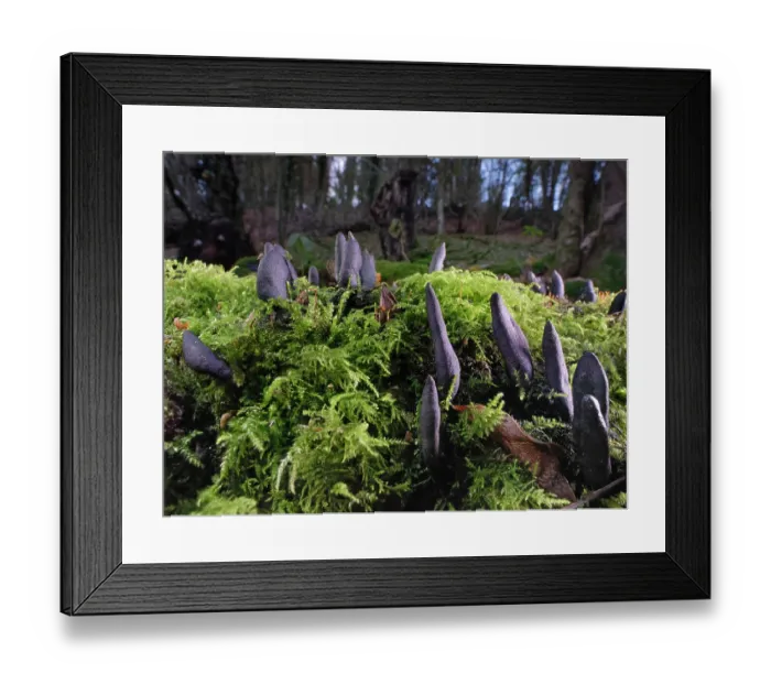 Framed Print : Dead Moll's fingers fungus (Xylaria longipes) emerging from a rotting Sycamore (Acer pseudoplatanus) log, Castle Combe, Wiltshire, England, UK. November Framed Print : Dead Moll's fingers fungus (Xylaria longipes) emerging from a rotting Sycamore (Acer pseudoplatanus) log, Castle Combe, Wiltshire, England, UK. November
