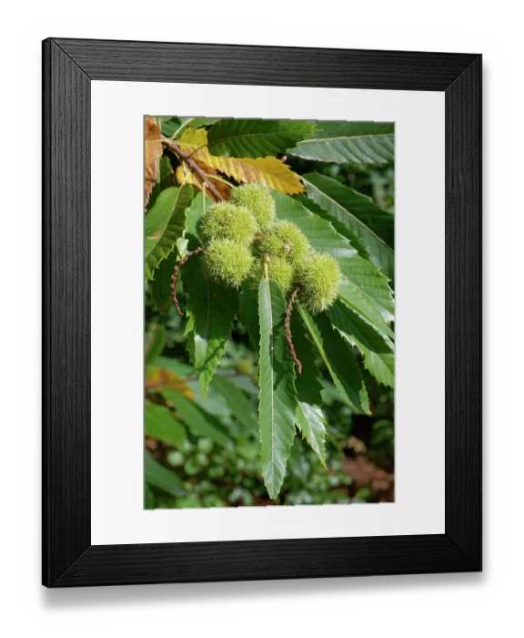 Framed Print : Sweet chestnut (Castanea sativa) fruits ripening on tree, Forest of Dean, Gloucestershire, England, UK. October