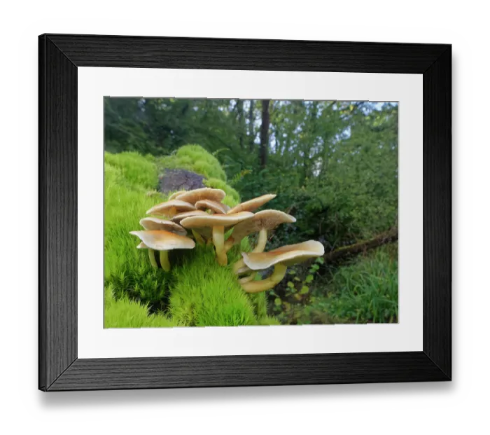 Framed Print : Sulphur tuft fungus (Hypholoma fasciculare) clump growing on a moss covered rotting log in deciduous woodland, Gloucestershire, England, UK. October Framed Print : Sulphur tuft fungus (Hypholoma fasciculare) clump growing on a moss covered rotting log in deciduous woodland, Gloucestershire, England, UK. October