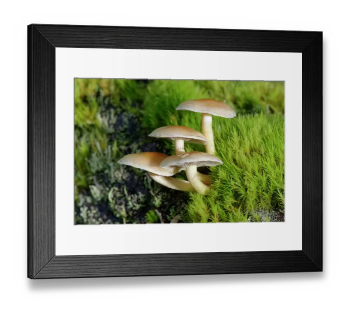 Framed Print : RF - Sulphur tuft fungus (Hypholoma fasciculare) clump growing on a moss covered rotting log in deciduous woodland, Gloucestershire, England, UK. October Framed Print : RF - Sulphur tuft fungus (Hypholoma fasciculare) clump growing on a moss covered rotting log in deciduous woodland, Gloucestershire, England, UK. October