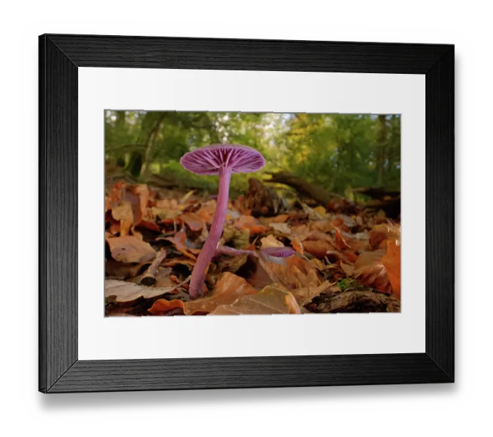 Framed Print : RF - Amethyst deceiver (Laccaria amethystina) fruiting on a woodland floor, New Forest, Hampshire, England, UK. November Framed Print : RF - Amethyst deceiver (Laccaria amethystina) fruiting on a woodland floor, New Forest, Hampshire, England, UK. November