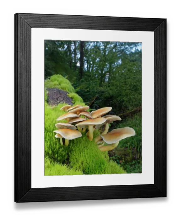 Framed Print : Sulphur tuft fungus (Hypholoma fasciculare) clump growing on a moss covered rotting log in deciduous woodland, Gloucestershire, England, UK. October Framed Print : Sulphur tuft fungus (Hypholoma fasciculare) clump growing on a moss covered rotting log in deciduous woodland, Gloucestershire, England, UK. October