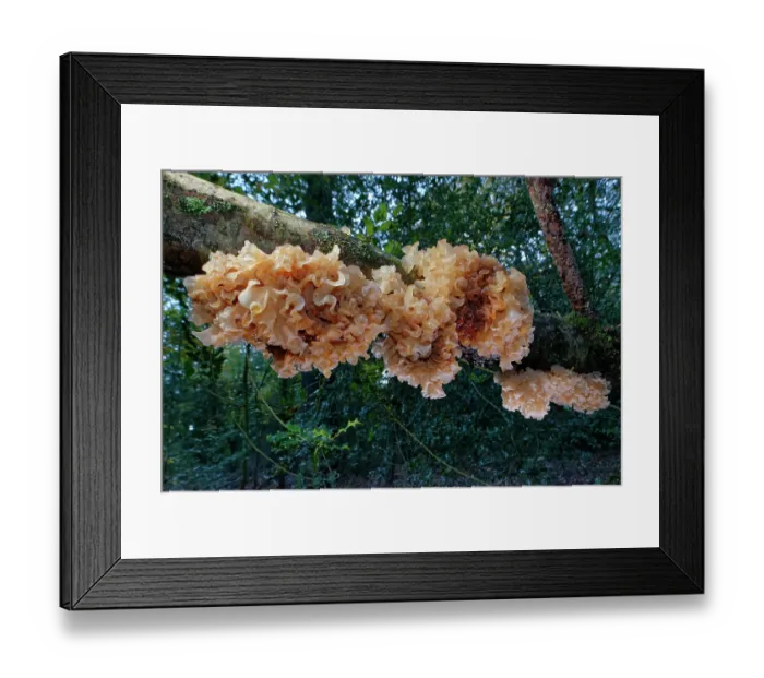 Framed Print : RF - Leafy brain jelly / Brown witch's butter (Tremella frondosa) large clumps of parasitic fungus growing on a Silver birch (Betula pendula) branch, Forest of Dean Framed Print : RF - Leafy brain jelly / Brown witch's butter (Tremella frondosa) large clumps of parasitic fungus growing on a Silver birch (Betula pendula) branch, Forest of Dean