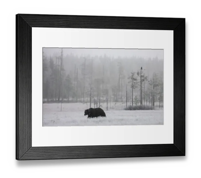 Framed Print : Brown bear (Ursus arctos) at its fattest prior to hibernation, walking across snowy landscape, Finland. October Framed Print : Brown bear (Ursus arctos) at its fattest prior to hibernation, walking across snowy landscape, Finland. October
