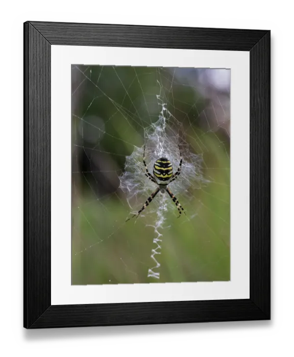 Framed Print : Wasp spider (Argiope bruennichi) on its web, Finland. August Framed Print : Wasp spider (Argiope bruennichi) on its web, Finland. August