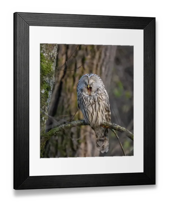 Framed Print : Ural owl (Strix uralensis) perched on branch yawning, Finland. October Framed Print : Ural owl (Strix uralensis) perched on branch yawning, Finland. October
