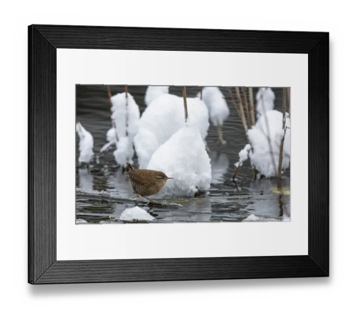 Framed Print : Eurasian wren (Troglodytes troglodytes) perched on icy vegetation in water, Finland. December Framed Print : Eurasian wren (Troglodytes troglodytes) perched on icy vegetation in water, Finland. December