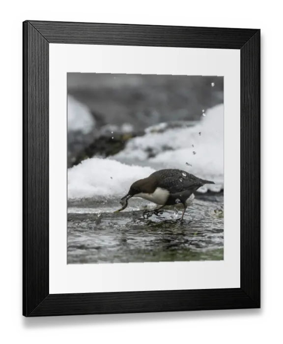 Framed Print : White-throated dipper (Cinclus cinclus) catching fish in icy water, Finland. December Framed Print : White-throated dipper (Cinclus cinclus) catching fish in icy water, Finland. December