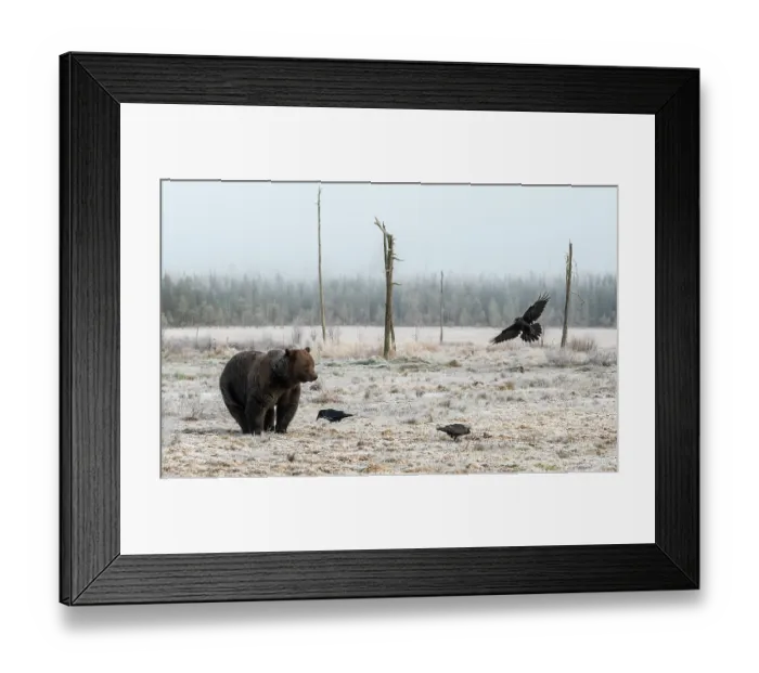 Framed Print : Brown bear (Ursus arctos) at its fattest prior to hibernation, watching birds in frosty grassland, Finland. October Framed Print : Brown bear (Ursus arctos) at its fattest prior to hibernation, watching birds in frosty grassland, Finland. October