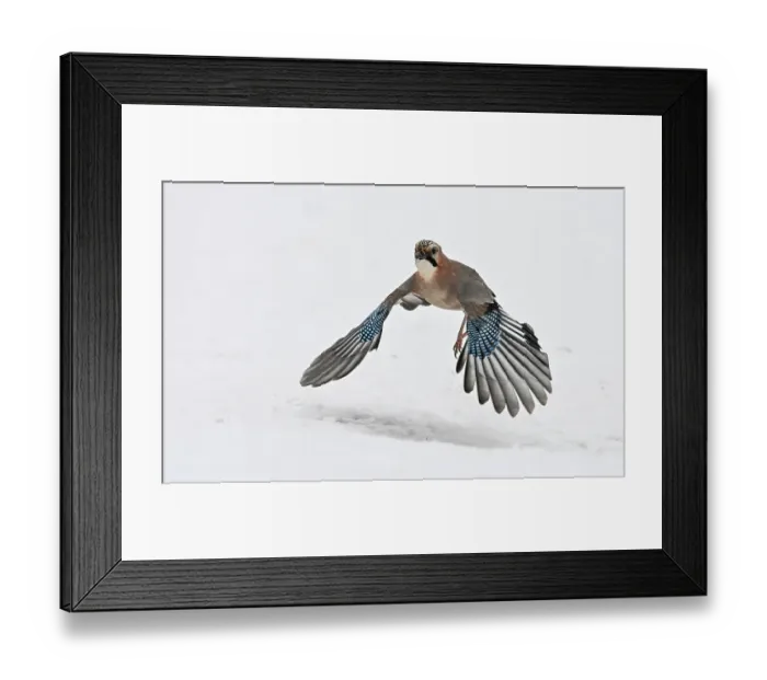 Framed Print : Eurasian jay (Garrulus glandarius) in flight over snow, Finland. February Framed Print : Eurasian jay (Garrulus glandarius) in flight over snow, Finland. February