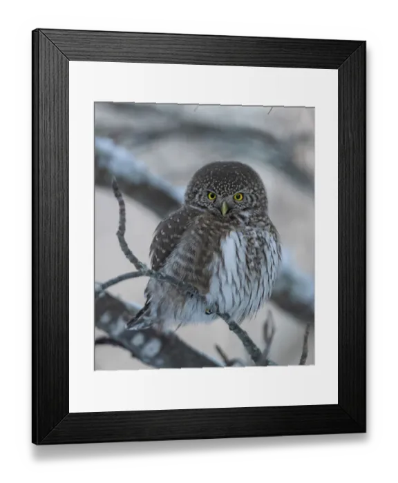 Framed Print : Eurasian pygmy owl (Glaucidium passerinum) perched on branch in winter, Finland. February Framed Print : Eurasian pygmy owl (Glaucidium passerinum) perched on branch in winter, Finland. February