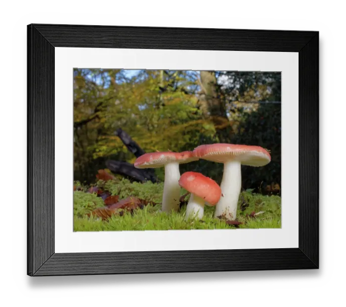 Framed Print : Brittlegill (Russula sp.) mushroom clump fruiting on a mossy woodland floor, New Forest, Hampshire, England, UK. November Framed Print : Brittlegill (Russula sp.) mushroom clump fruiting on a mossy woodland floor, New Forest, Hampshire, England, UK. November