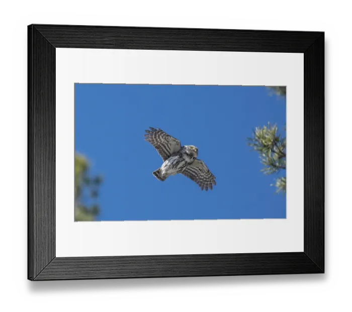 Framed Print : Eurasian pygmy owl (Glaucidium passerinum) male, in flight, Finland. April Framed Print : Eurasian pygmy owl (Glaucidium passerinum) male, in flight, Finland. April