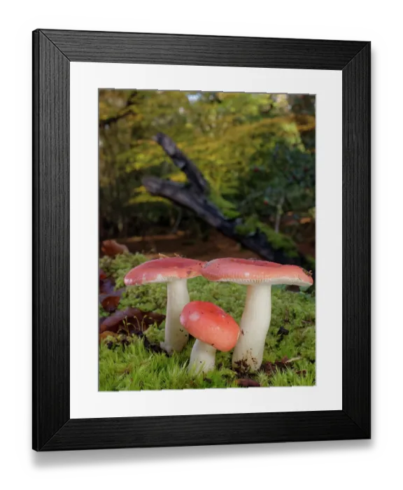 Framed Print : Brittlegill (Russula sp.) mushroom clump fruiting on a mossy woodland floor, New Forest, Hampshire, England, UK. November Framed Print : Brittlegill (Russula sp.) mushroom clump fruiting on a mossy woodland floor, New Forest, Hampshire, England, UK. November