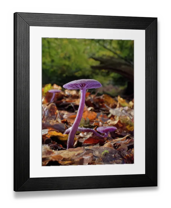 Framed Print : Amethyst deceiver (Laccaria amethystina) group fruiting on a woodland floor, New Forest, Hampshire, England, UK. November Framed Print : Amethyst deceiver (Laccaria amethystina) group fruiting on a woodland floor, New Forest, Hampshire, England, UK. November