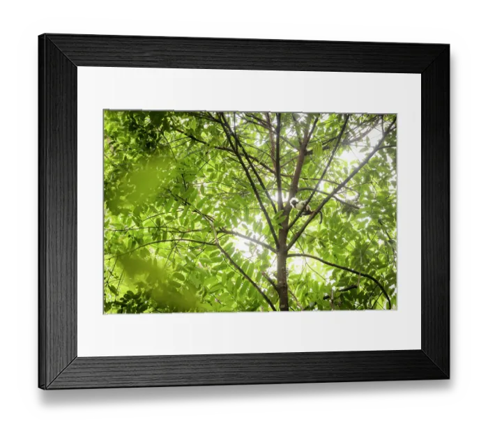 Framed Print : Cotton-top tamarin (Saguinus oedipus) sitting in tree, Marimonda, Necocli, Colombia. Critically endangered Framed Print : Cotton-top tamarin (Saguinus oedipus) sitting in tree, Marimonda, Necocli, Colombia. Critically endangered