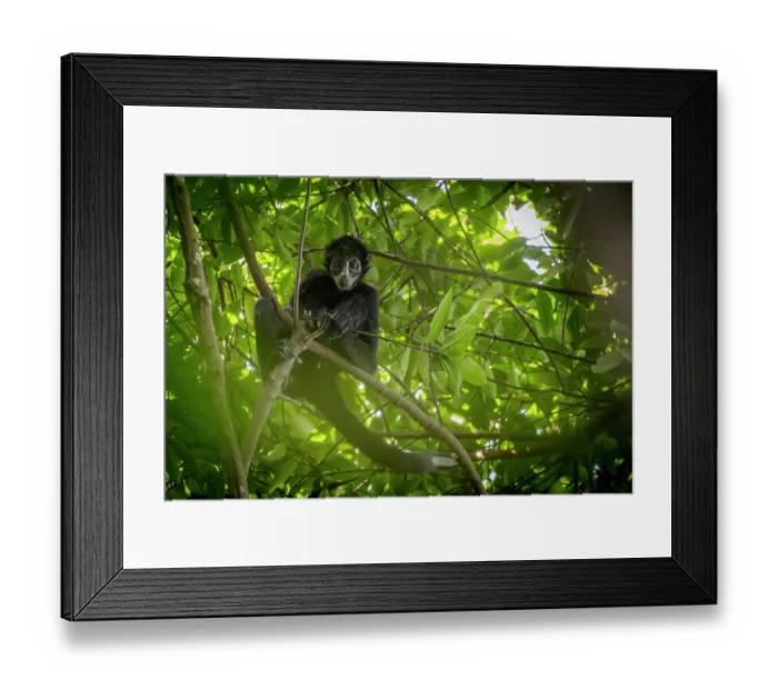 Framed Print : Colombian spider monkey (Ateles fusciceps rufiventris) juvenile male, aged 3 years, sitting in tree, Marimonda, Necocli, Colombia. Endangered Framed Print : Colombian spider monkey (Ateles fusciceps rufiventris) juvenile male, aged 3 years, sitting in tree, Marimonda, Necocli, Colombia. Endangered