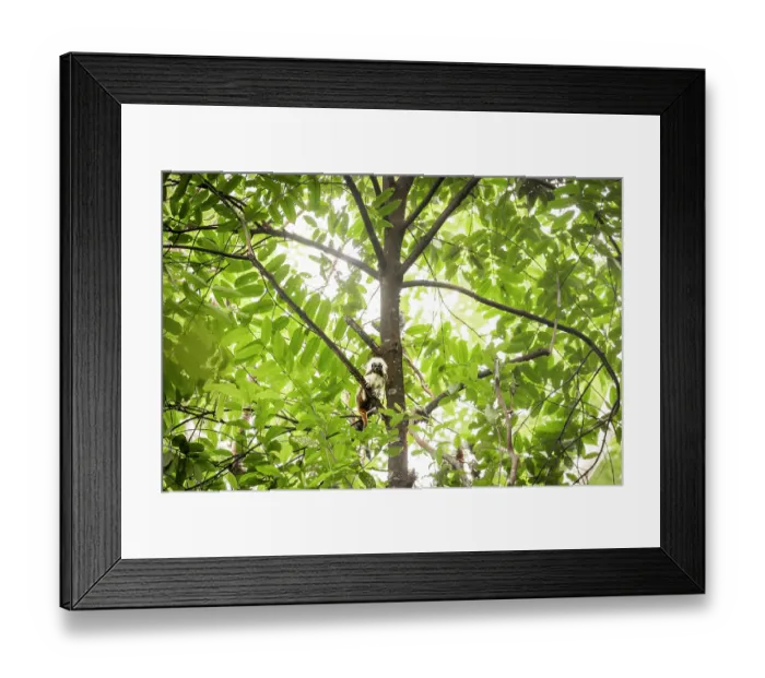Framed Print : Cotton-top tamarin (Saguinus oedipus) sitting in tree, Marimonda, Necocli, Colombia. Critically endangered Framed Print : Cotton-top tamarin (Saguinus oedipus) sitting in tree, Marimonda, Necocli, Colombia. Critically endangered