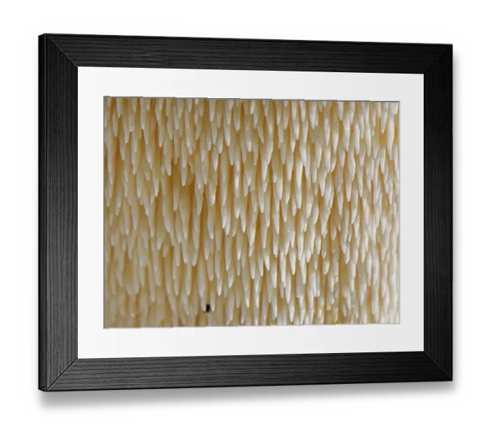 Framed Print : Wood hedgehog (Hydnum repandum) spore-bearing spines under the mushroom cap, close up, New Forest, Hampshire, England, UK. November Framed Print : Wood hedgehog (Hydnum repandum) spore-bearing spines under the mushroom cap, close up, New Forest, Hampshire, England, UK. November
