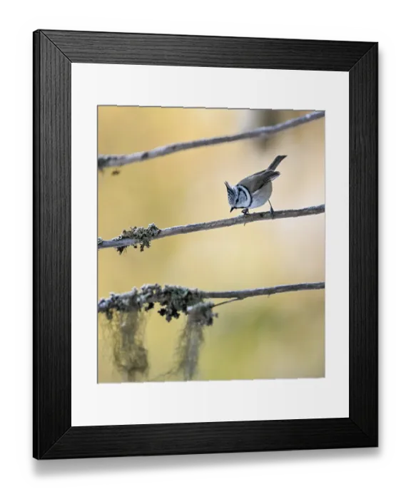 Framed Print : European crested tit (Lophophanes cristatus) perched on branch, Finland. March Framed Print : European crested tit (Lophophanes cristatus) perched on branch, Finland. March