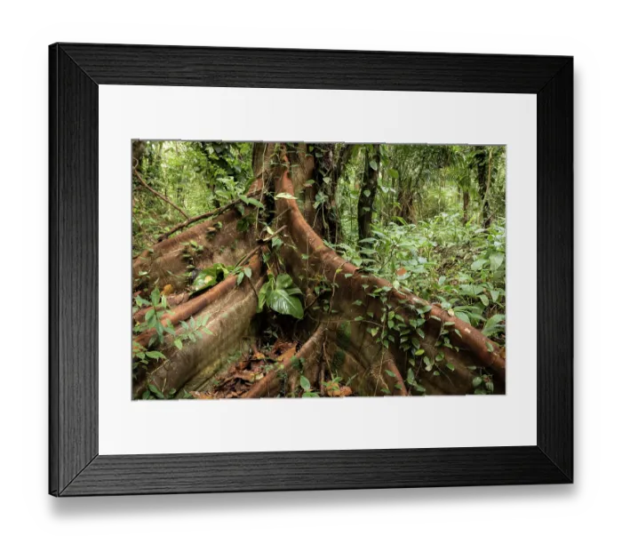 Framed Print : Buttress roots and forest undergrowth, Marimonda forest, Necocli, Colombia. January, 2022 Framed Print : Buttress roots and forest undergrowth, Marimonda forest, Necocli, Colombia. January, 2022