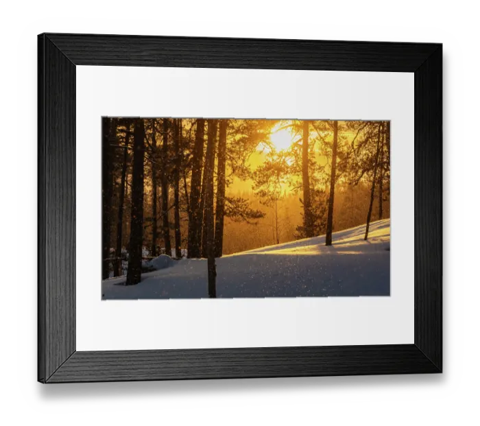 Framed Print : Forest backlit by afternoon sunlight during blizzard in winter, Finland. February, 2024 Framed Print : Forest backlit by afternoon sunlight during blizzard in winter, Finland. February, 2024