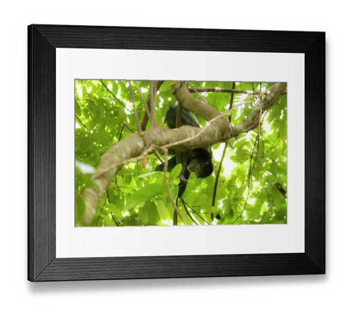 Framed Print : Colombian black spider monkey (Ateles fusciceps rufiventris) female, hanging from branch feeding on herbaceous plant (Philodendron sp.), Marimonda, Necocli, Colombia. Endangered Framed Print : Colombian black spider monkey (Ateles fusciceps rufiventris) female, hanging from branch feeding on herbaceous plant (Philodendron sp.), Marimonda, Necocli, Colombia. Endangered