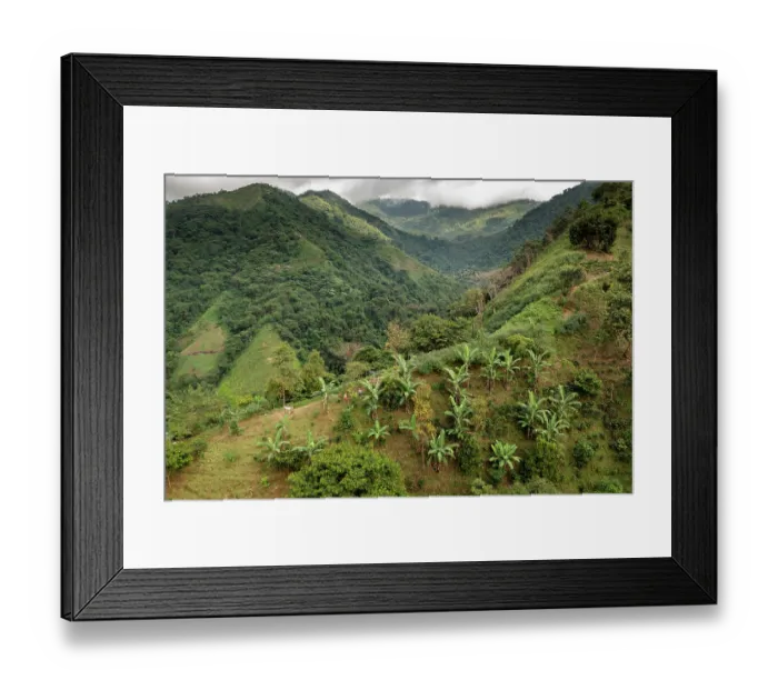 Framed Print : Banana (Musa sp.) plantation on hillside on the road to Siberia district, Sierra Nevada de Santa Marta, Colombia. November, 2021 Framed Print : Banana (Musa sp.) plantation on hillside on the road to Siberia district, Sierra Nevada de Santa Marta, Colombia. November, 2021