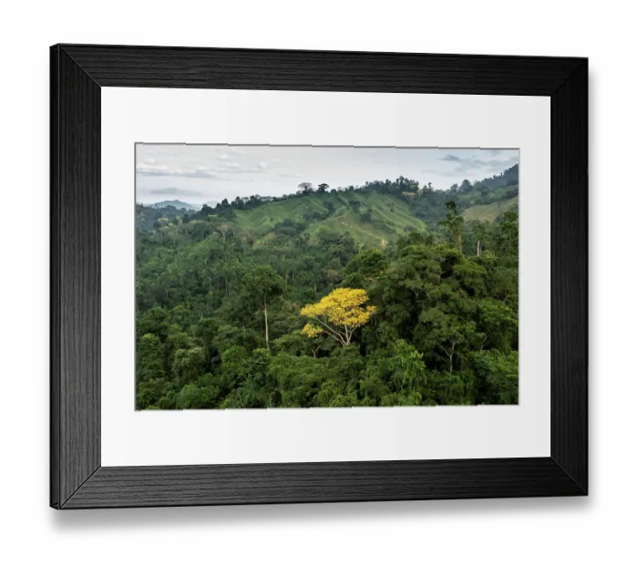 Framed Print : Tambor tree (Schizolobium parahyba) in flower in the rainforest with degraded land in background, between El Encanto and Kemakumake, Sierra Nevada de Santa Marta, Colombia Framed Print : Tambor tree (Schizolobium parahyba) in flower in the rainforest with degraded land in background, between El Encanto and Kemakumake, Sierra Nevada de Santa Marta, Colombia