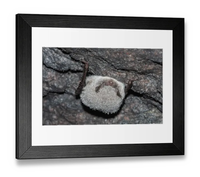 Framed Print : Daubenton's bat (Myotis daubentonii) portrait, Finland. April Framed Print : Daubenton's bat (Myotis daubentonii) portrait, Finland. April
