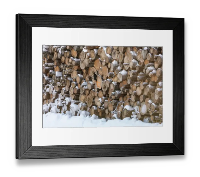 Framed Print : Black woodpecker (Dryocopus martius) perched on huge pile of logs, Finland. February Framed Print : Black woodpecker (Dryocopus martius) perched on huge pile of logs, Finland. February